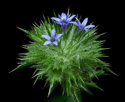 Image result for Blumea squarrosa