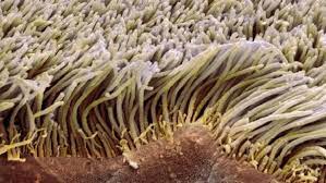 We did not find results for: Cilia And Flagella Function