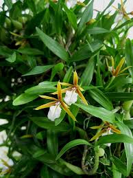 Encyclia polybulbon also called as the many bulbed encyclia, bulbophyllum occidentale, dinema encyclia polybulbon is native to the caribbean from cuba to jamaica, guatemala, honduras and. Encyclia Polybulbon Orchids Forum