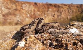 Прегледай нашите 10 статии по темата. Mzhka Pepelyanka Vipera Ammodytes Ammodytes Edin Ot Mnogobrojnite Krasivi Vidove Vlechugi U Nas 29 10 Obl Sofiya Bulgaria