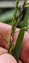 Image result for Eriochloa fatmensis