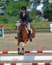 Ponies for sale in ny. Pin On Ponies For Sale