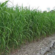 × giganteus is a sterile hybrid and therefore propagates vegetatively underground through its rhizomes. Mammoth Miscanthus Miscanthus X Giganteus