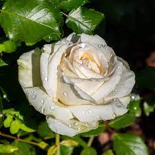 Rosas is a growing company of manufacturing and trading which was founded in 2001 in with our import/export professionals, rosas meets clients' needs and requirements from purchasing guide to. Rosa Wikipedia La Enciclopedia Libre