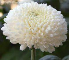 Chrysanthemum Garden Mum Florist S Mum Moonbeam Chrysanthemum X Grandiflorum Garden Mum Chrysanthemum Beautiful Flowers