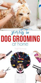 We offer a clean and beauty service for your pet. Secrets To Dog Grooming At Home Dog Grooming Tips Dog Grooming Dog Grooming Diy