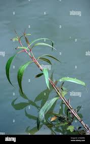 Image result for Hygrophila spiciformis