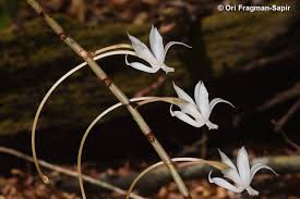 Image result for Aerangis collum-cygni