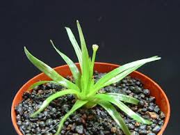 Image result for Eriocaulon truncatum