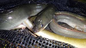 Das alles sollen wir vor deiner abreise unbedingt beschprechen. Nachtangeln Diese Fische Beissen Wenn Es Dunkel Ist Blinker