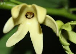 Image result for isolona