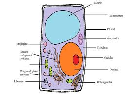 What Are The Differences Between A Plant Cell And An Animal Cell In 2020 Plant Cell Plant And Animal Cells Cell Membrane