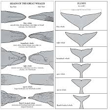 Whale Heads Flukes