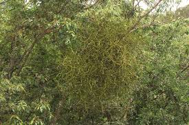 Image result for Viscum combreticola