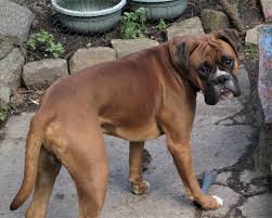 Pin By Jonatas Cavalcante On Boxers Dogs In 2020 Boxer Dogs Dogs Boxer