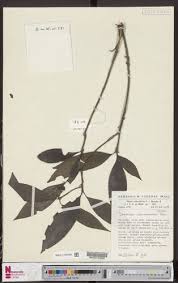 Image result for Dracaena camerooniana