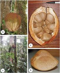 Image result for Carapa grandiflora