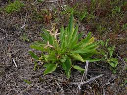 Image result for Cyathula lanceolata