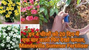 How and when to apply mandevilla fertilizer. Mandevilla Plant Care Mandevilla Fertilizer Youtube
