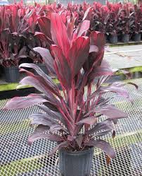 Maybe you would like to learn more about one of these? Pin On Plants For Bright Areas
