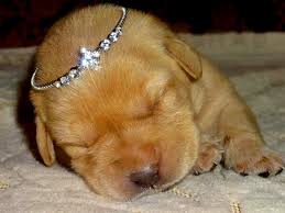 Http Yourfaves Net Campaign Description 195 2704 Html Princess Puppies Fancy Dog Cute Animals