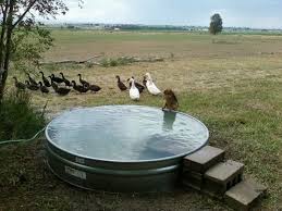 Best 25 Livestock Water Trough Ideas On Pinterest Cattle Water Homemade Swimming Pools Dog Pool Stock Tank Swimming Pool