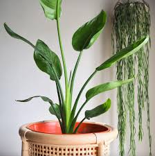 Image result for Strelitzia