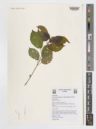 Image result for Clerodendrum capitatum