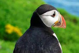 Impact of wind farms on birds not adequately assessed – Birdwatch | Irish  Independent