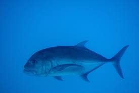 One of the world's seven natural wonders, it is a prized world heritage area, the largest coral reef system and the biggest living structure on the planet. Great Barrier Reef Fisch Foto Bild Australia Oceania Australia Tiere Bilder Auf Fotocommunity