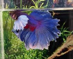 Pin On Beautiful Betta Fish