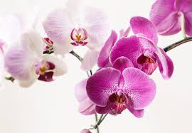 Maybe you would like to learn more about one of these? How To Care For Orchids Ftd Com