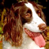Spaniel / mixed dog in phoenix, az (31831188) tools. English Springer Spaniel Rescue Adoptions