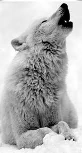 Beautiful Black And White Wolf Pictures Pin By A Anis 3 Towell 3 On Wolves And Foxes Arctic Wolf Animals Beautiful Animals Wild