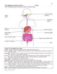 This Digestive System Product Includes 4 Separate Papers Digestion Facts The Digestive System T Digestive System Worksheet Digestive System Biology Worksheet