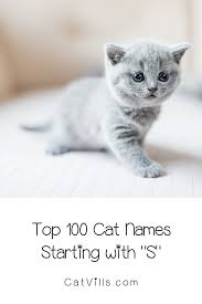 A magnificent moniker that is majestic, melodic, and mellifluous? 100 Sweet Cat Names Starting With S Cute Cat Names Girl Cat Names Cute Animal Names