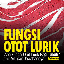 Apa Fungsi Otot Lurik Bagi Tubuh Ini Arti Jawabannya