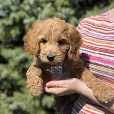 Located in western wisconsin on the minnesota border ph. Sunshine Acres Goldendoodles Goldendoodle Puppies For Sale In New York