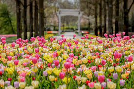 As 7 million flower bulbs bloom over 32 hectares, the park is awash with the sight and scent of blossoming flowers. See The Tulips Bloom In The Netherlands Keukenhof Gardens Online Travel Leisure Travel Leisure