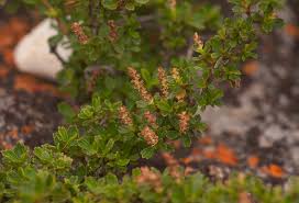 Image result for Myrothamnus flabellifolius