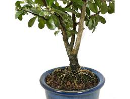 Image result for Gymnosporia