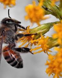 Image result for Pyrethroid