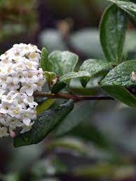 Nov 11, 2020 · here are a few popular types of viburnum plants: Most Fragrant Of Viburnums Otago Daily Times Online News
