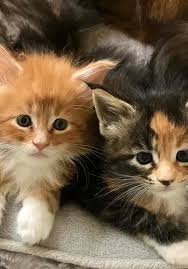 Chat maine coon maine coon kittens big cats crazy cats cool cats kittens cutest cats and kittens ragdoll kittens cat art. Pin On Floridamainecoons Com