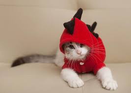 We did not find results for: Cat Costumes Purr Ific Or Cat Astrophe