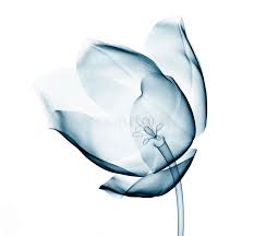Download X Ray Image Of A Flower On White The Tulip Stock Illustration Illustration Of Rapara Floral 83492482