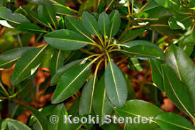 Image result for Rauvolfia mannii