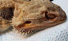 If you're in any doubt or think your bearded dragon is sick get them to a specialised vet or herpetologist. 30 Signs Of An Unhealthy Bearded Dragon You Must Know