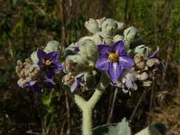 Image result for Solanum mauritianum