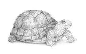1st grade, 2nd grade, 3rd grade, 4th grade, 5th grade, animals, crayons, drawing, how to draw tutorials |. How To Draw A Turtle